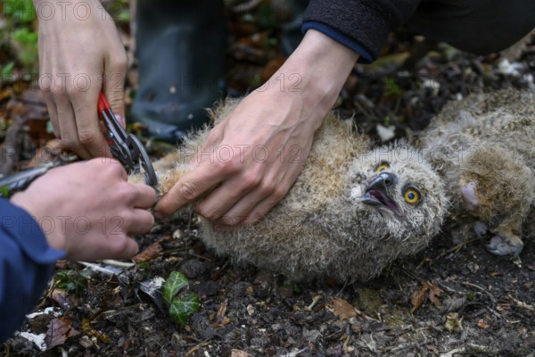 Münsterland, North Rhine-Westphalia, Germany, Two ornithologists carefully ring a young eagle owl (Bubo bubo) on the forest floor, the atmosphere is natural and caring, young owl is held by hands, lying on the forest floor