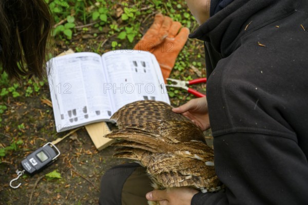 Münsterland, North Rhine-Westphalia, Germany, A person looks intensively at a book on age determination, the so-called ageing of birds on the basis of plumage characteristics during the examination of a tawny owl (Strix aluco), gloves and pieces of wood lying on the ground, bird ringing