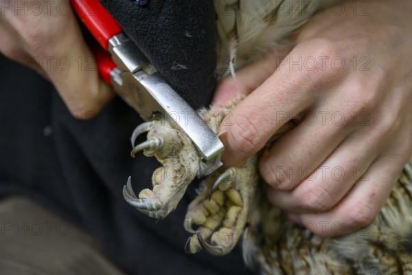 Münsterland, North Rhine-Westphalia, Germany, hands ringing a tawny owl (Strix aluco) for grooming, close-up of owl claw and pincers in hands, focussed handling and protection