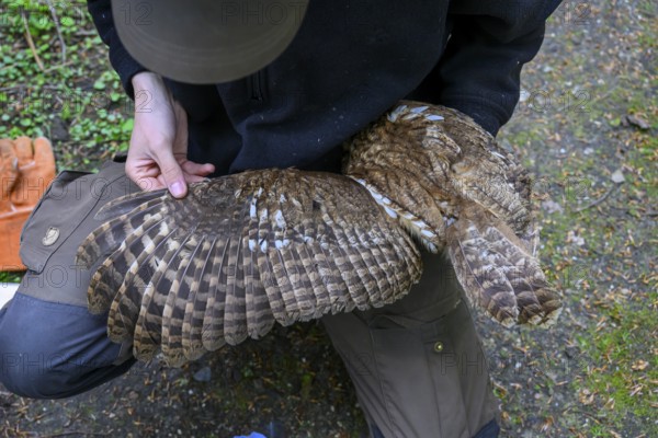 Münsterland, North Rhine-Westphalia, Germany, plumage of a tawny owl (Strix aluco) being examined, close-up of the wing structure by an ornithologist