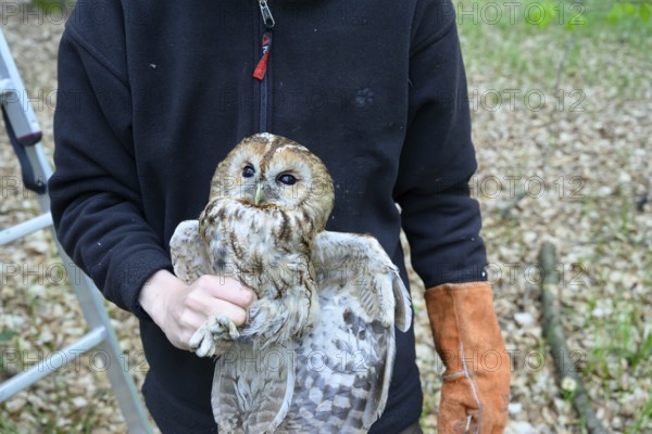 Münsterland, North Rhine-Westphalia, Germany, person holding a tawny owl (Strix aluco) in the forest, glove on one hand as protective ringing, symbol for care and attentiveness