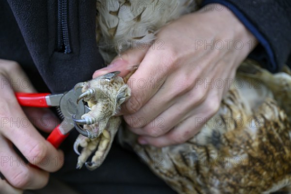 Close-up of hands attaching a ring to a tawny owl (Strix aluco), ringing, close-up of a hand holding and handling the talon of an owl, Münsterland, North Rhine-Westphalia, Germany