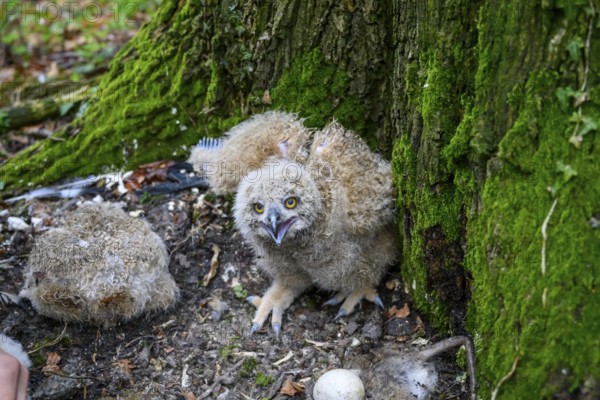 Münsterland, North Rhine-Westphalia, Germany, A young eagle owl (Bubo bubo) sits on the ground on a moss-covered tree, near an egg, surrounded by forest, looking into the forest with its beak open