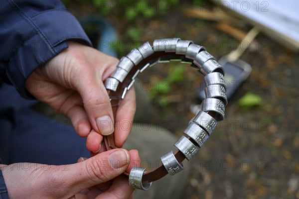 Münsterland, North Rhine-Westphalia, Germany, Female hands holding a collection of bird rings, ready for ringing use on an owl