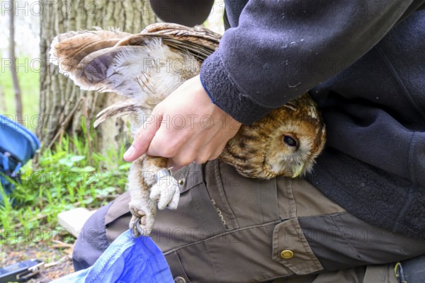 Münsterland, North Rhine-Westphalia, Germany, A person gently holds a tawny owl (Strix aluco) during ringing