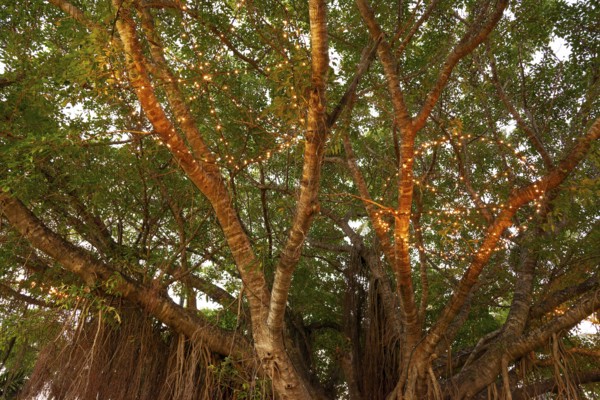 Evening view of a large fig tree with light chains in Cairns, Queensland, Australia