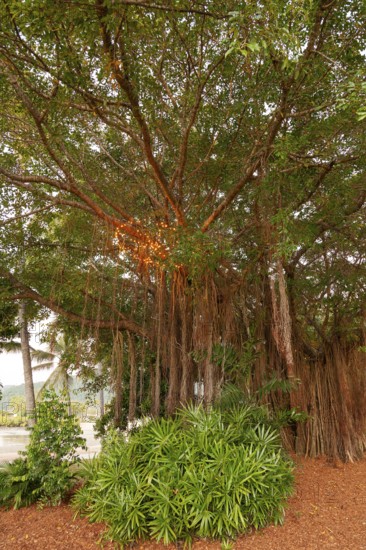 Evening view of a large fig tree with light chains in Cairns, Queensland, Australia