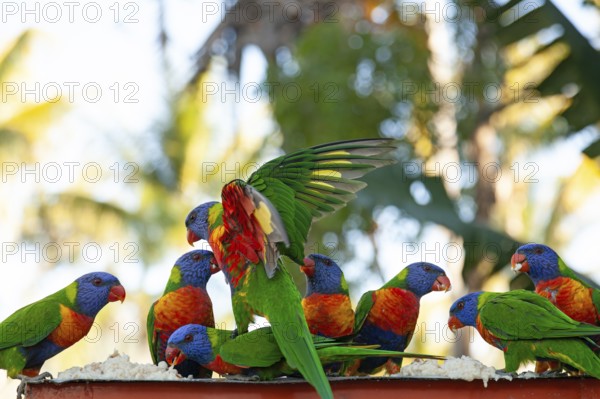 Daytime feeding and flight of many lorikeets in Cairns, Queensland, Australia