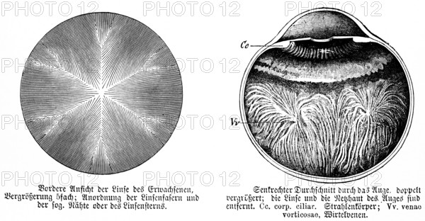 Front view of the lens of an adult, arrangement of the lens fibres (left), vertical cross section through the eye, human, body part, limbs, science, medicine, anatomy, detail, tendons, bones, joints, description, historical illustration 1875