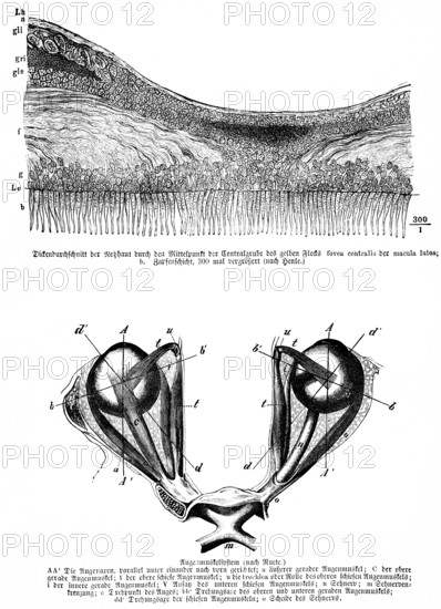 Average thickness of the retina through the center of the central pit of the yellow spot, fovea centralis, macula lutea, human, pair of eyes facing forward, eye muscle, optic nerve, body part, limbs, science, medicine, anatomy, detail, tendons, bones, joints, description, historical illustration 1875