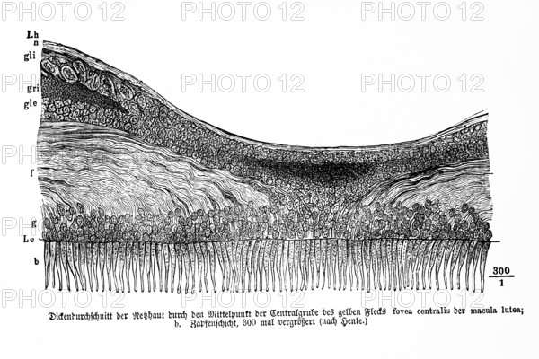 Average thickness of the retina through the center of the central pit of the yellow spot, fovea centralis, macula lutea, human, body part, limbs, science, medicine, anatomy, detail, tendons, bones, joints, description, historical illustration 1875