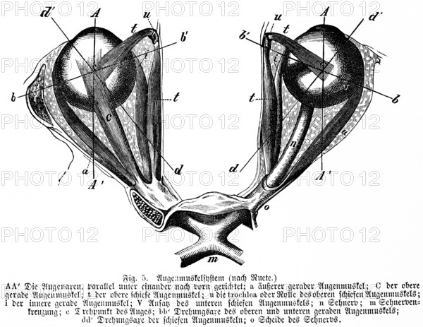 Pair of eyes directed parallel and forward, eye muscle, optic nerve, human, body part, limbs, science, medicine, anatomy, detail, tendons, bones, joints, description, historical illustration 1875