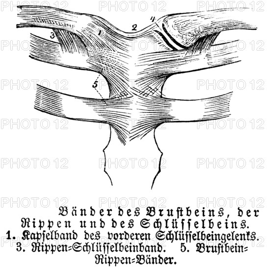 Sternum, ribs, collarbone, tendons, human, body part, limbs, science, medicine, anatomy, detail, bones, joints, description, historical illustration 1875