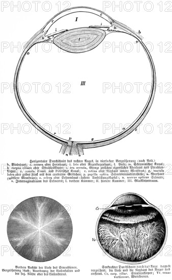 Horizontal cross-section of right eye, conjunctiva, iris, lens, corpus ciliary, retina, zonula zinii, nervus opticus, optic nerve, posterior and anterior chamber (top), anterior view of adult lens, arrangement of lens fibres (left), vertical cross-section of eye, human (right), body part, limbs, science, medicine, anatomy, detail, tendons, bones, joints, description, historical illustration 1875