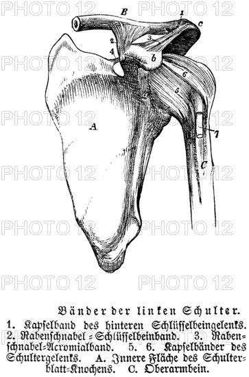 Tendons and joints of the left shoulder, collarbone, shoulder blade, upper arm, human body part, limbs, science, medicine, anatomy, detail, tendons, bones, joints, description, historical illustration 1875