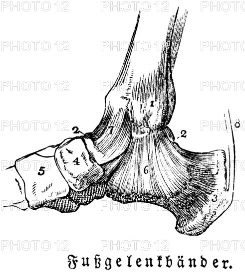 Tendons of the ankles, man, body part, limbs, science, medicine, anatomy, detail, tendons, bones, joints, description, historical illustration 1875