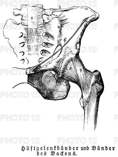 Tendons of the hip joint and pelvis, man, body part, limbs, science, medicine, anatomy, detail, tendons, bones, joints, description, historical illustration 1875