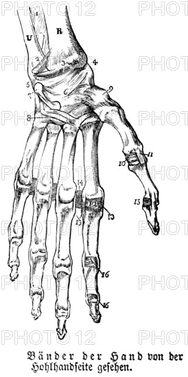 Hand, fingers, limbs, tendons, human body part, limbs, science, medicine, anatomy, detail, bones, joints, description, historical illustration 1875