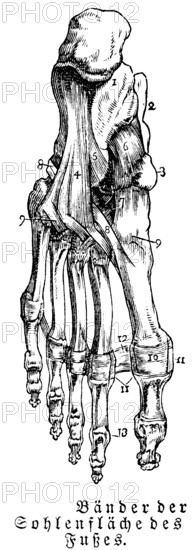 Sole of foot, bones, tendons, human body part, limbs, science, medicine, anatomy, detail, joints, description, historical illustration 1875