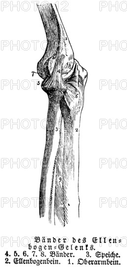 Elbow joint, tendons, human, body part, limbs, science, medicine, anatomy, detail, bones, joints, description, historical illustration 1875