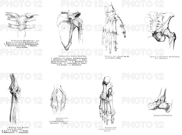 Sternum, shoulder, hand, pelvis, elbow, knee joint, foot, human, body part, limbs, science, medicine, anatomy, detail, tendons, bones, joints, description, historical illustration 1875