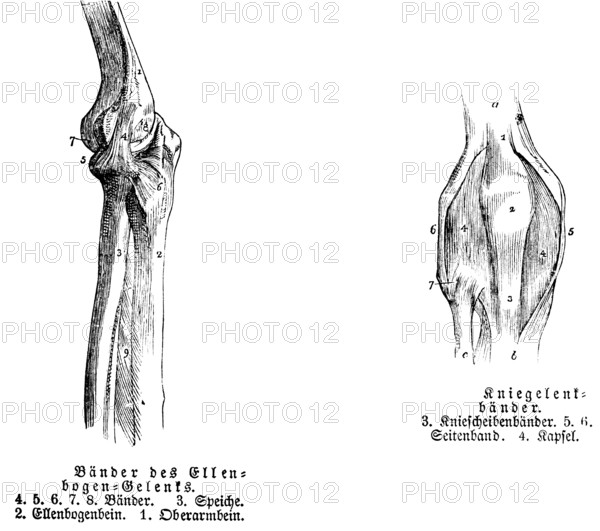 Elbow, tendon, spoke, elbow bone, upper arm, ankle, human, body part, limbs, science, medicine, anatomy, detail, tendons, bones, joints, description, historical illustration 1875