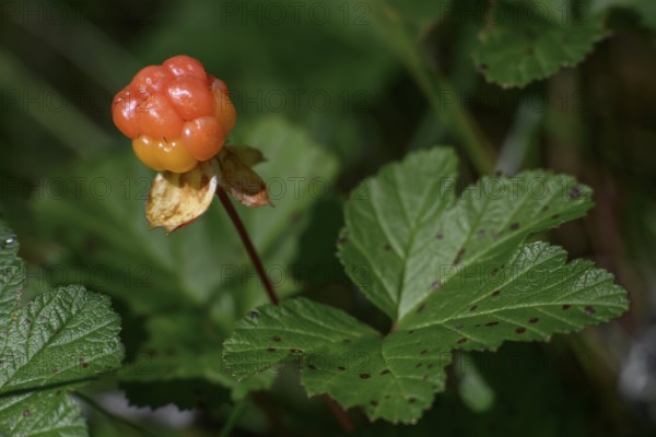 Los, Gävleborgs län, Sweden, close-up of a cloudberry (Rubus chamaemorus) fruit with green leaves