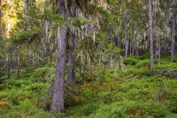 Pine trees (Pinus spec.) covered with lichen in a green primeval forest, Urskog Hamra National Park, Hamra, Dalarna, Sweden