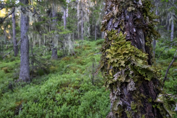 Close-up of a moss-covered tree trunk in a green jungle, Urskog Hamra National Park, Hamra, Dalarna, Sweden