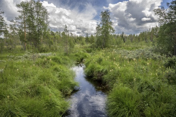 A small stream flows through a green landscape under cloudy sky, Hamra National Park, Hamra, Dalarna, Sweden
