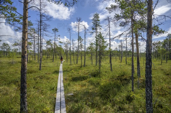A narrow wooden path leads through a raised bog with scattered bog pines (PInus) under a blue sky, Hamra National Park, Hamra, Dalarna, Sweden
