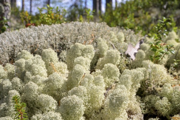 Close-up of light-coloured, textured reindeer lichen (Cladonia spec.) on forest floor, Hamra National Park, Hamra, Dalarna, Sweden