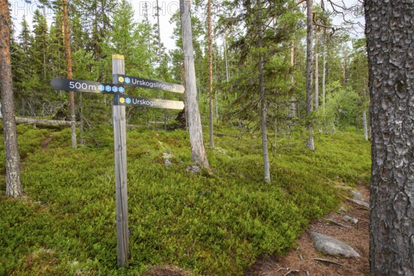 Guide in the forest Hiking trail Primeval forest trail in Hamra National Park, Hamra National Park, Hamra, Dalarna, Sweden