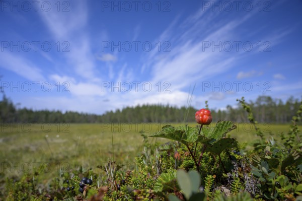 A cloudberry (Rubus chamaemorus) on a green bog under a blue sky, Hamra National Park, Hamra, Dalarna, Sweden