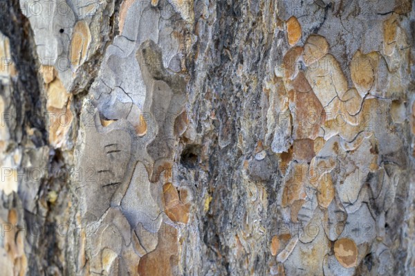 Close-up of Scots pine (Pinus sylvestris) bark in various shades of brown and grey, Hamra National Park, Hamra, Dalarna, Sweden