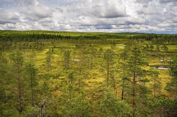 Wide landscape with raised bogs, pine trees and cloudy sky taken from an elevated position, Hamra National Park, Hamra, Dalarna, Sweden