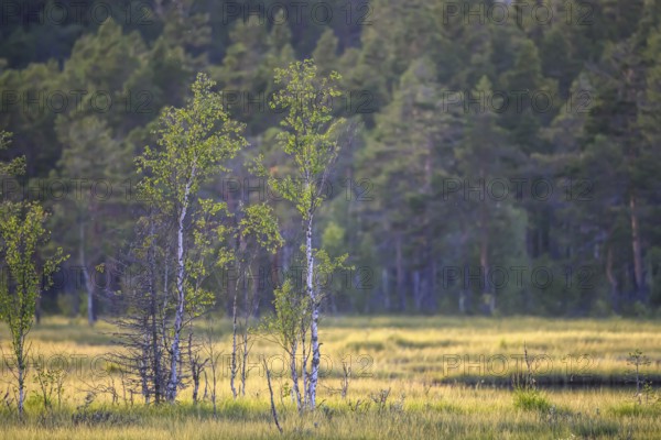 Los, Gävleborgs län, Sweden, Light-flooded meadow with young birch trees (Betula spec.) in front of dense forest in a bog area, Hamra National Park, Hamra, Dalarna, Sweden