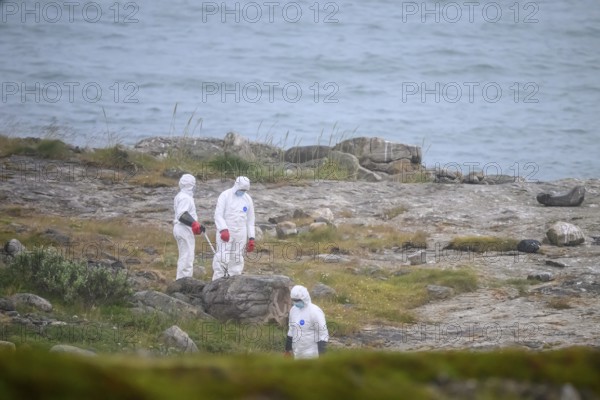 Vadsø, Troms, Norway, people in white protective suits search for dead birds that died of avian influenza bird flu in a rocky coastal landscape in cloudy weather