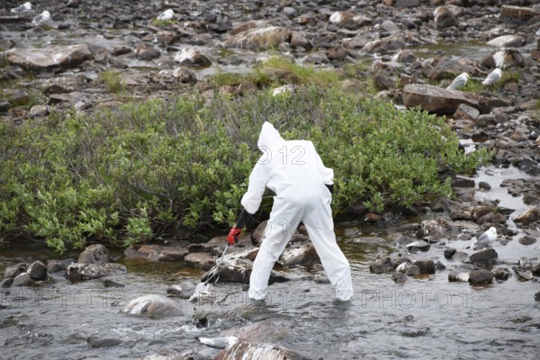 Person in a protective suit, protective mask and goggles collects a dead kittiwake (Rissa tridactyla) from a stream, melancholic atmosphere, Ekeroya, Vadsø, Troms og Finnmark, Norway