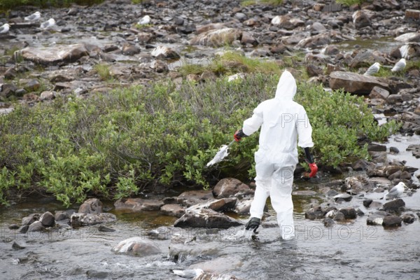 Person in a protective suit, protective mask and goggles looking for dead kittiwakes (Rissa tridactyla) that died of avian influenza in a stream, melancholic atmosphere, Ekeroya, Vadsø, Troms og Finnmark, Norway