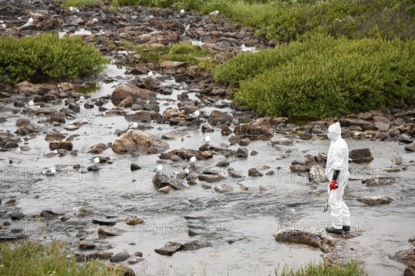 Person in a protective suit, protective mask and goggles looking for dead kittiwakes (Rissa tridactyla) that died of avian influenza, melancholic atmosphere, Ekeroya, Vadsø, Troms og Finnmark, Norway
