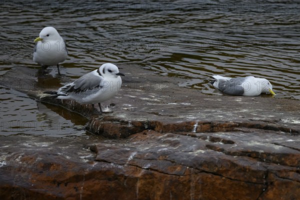 A kittiwake (Rissa tridactyla) dead from avian influenza next to two still living birds, on a stony coastal cliff, grey sky with sea in the background, melancholic atmosphere, Ekeroya, Vadsø, Troms, Norway