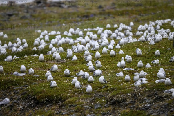 Kittiwakes (Rissa tridactyla) suffering from avian influenza, melancholic atmosphere, Ekeroya, Vadsø, Troms og Finnmark, Norway