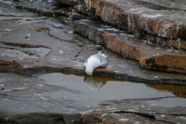 Close-up of a dead kittiwake (Rissa tridactyla) that died of avian influenza, on a rocky coastal cliff, melancholic atmosphere, Ekeroya, Vadsø, Troms, Norway