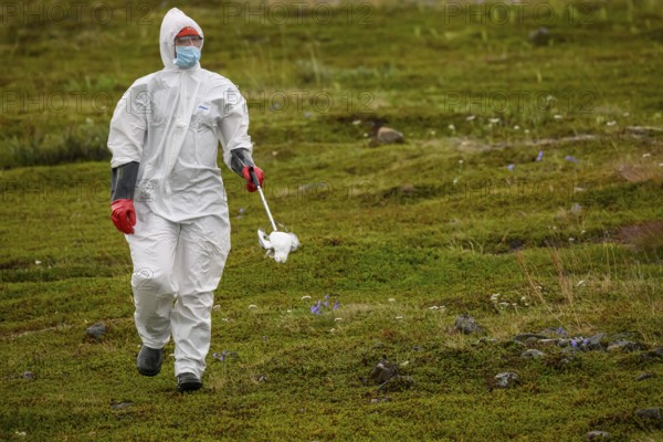 Person in a protective suit, protective mask and goggles holding a dead kittiwake (Rissa tridactyla) that died of avian influenza, melancholic atmosphere, Ekeroya, Vadsø, Troms og Finnmark, Norway