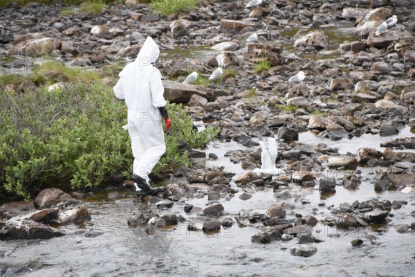 Person in a protective suit, protective mask and goggles looking for dead kittiwakes (Rissa tridactyla) that died of avian influenza, melancholic atmosphere, Ekeroya, Vadsø, Troms og Finnmark, Norway