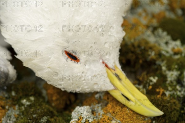 Portrait of a dead kittiwake (Rissa tridactyla) that died of avian influenza, on a stony coastal cliff, grey sky with sea in the background, melancholic atmosphere, Ekeroya, Vadsø, Troms, Norway