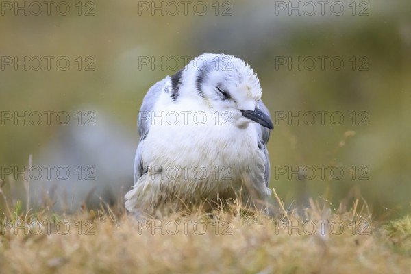 A dying young kittiwake (Rissa tridactyla) suffering from avian influenza, melancholic atmosphere, Ekeroya, Vadsø, Troms, Norway