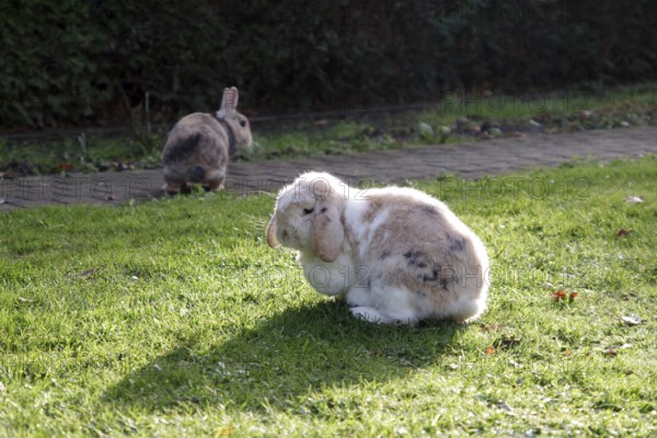 Domestic rabbit (Oryctolagus cuniculus domestica), ram rabbit, two, garden, pet, cute, Two different rabbit breeds run around freely in the garden