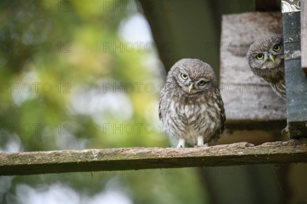 Two young little owls (Athene noctua) sitting on a wooden board in a natural environment and looking curiously, one young bird looking out of the entrance of a nesting aid, Osnabrücker Land, Lower Saxony, Germany